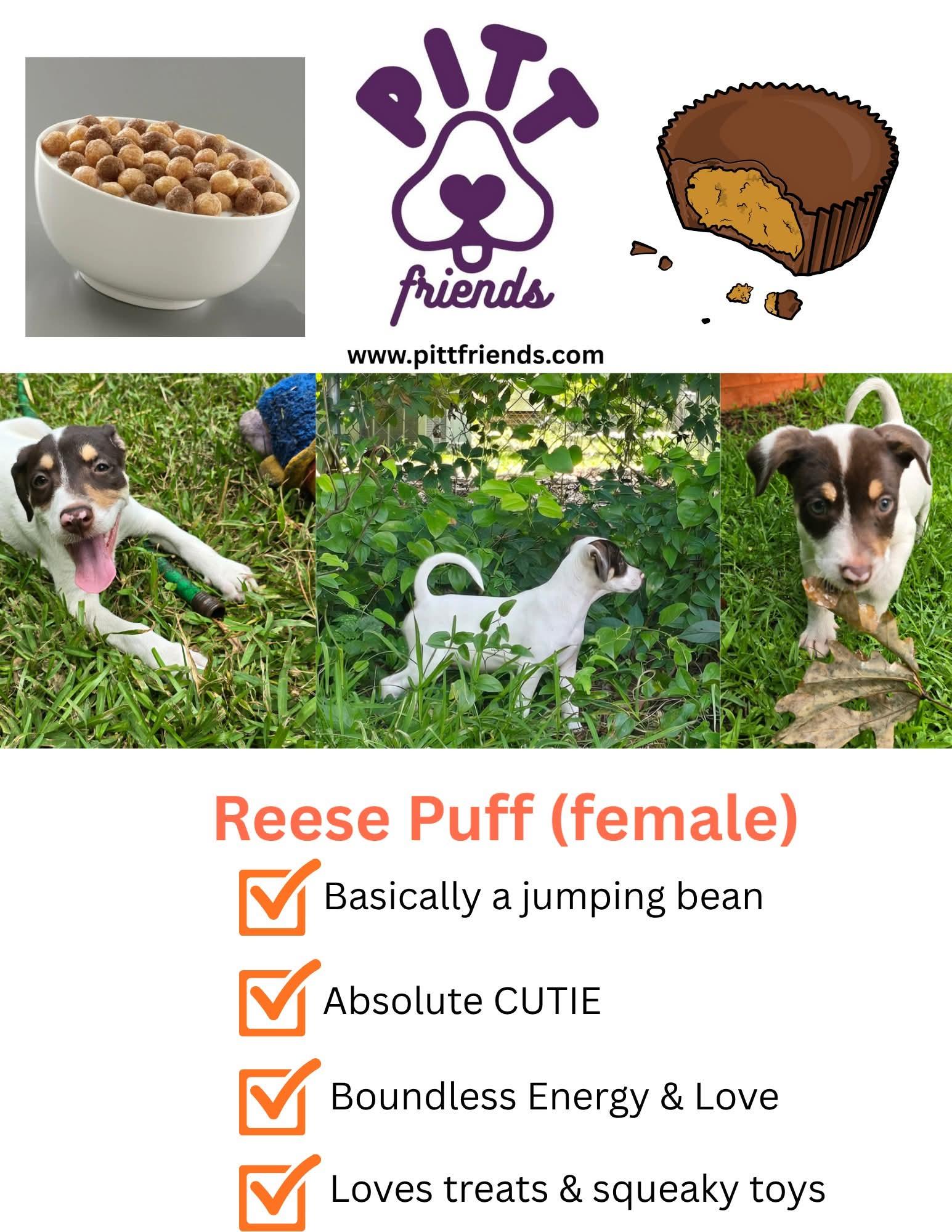 Reese Puff, a Adoptable Mixed Breed in Ayden, NC image 4/6