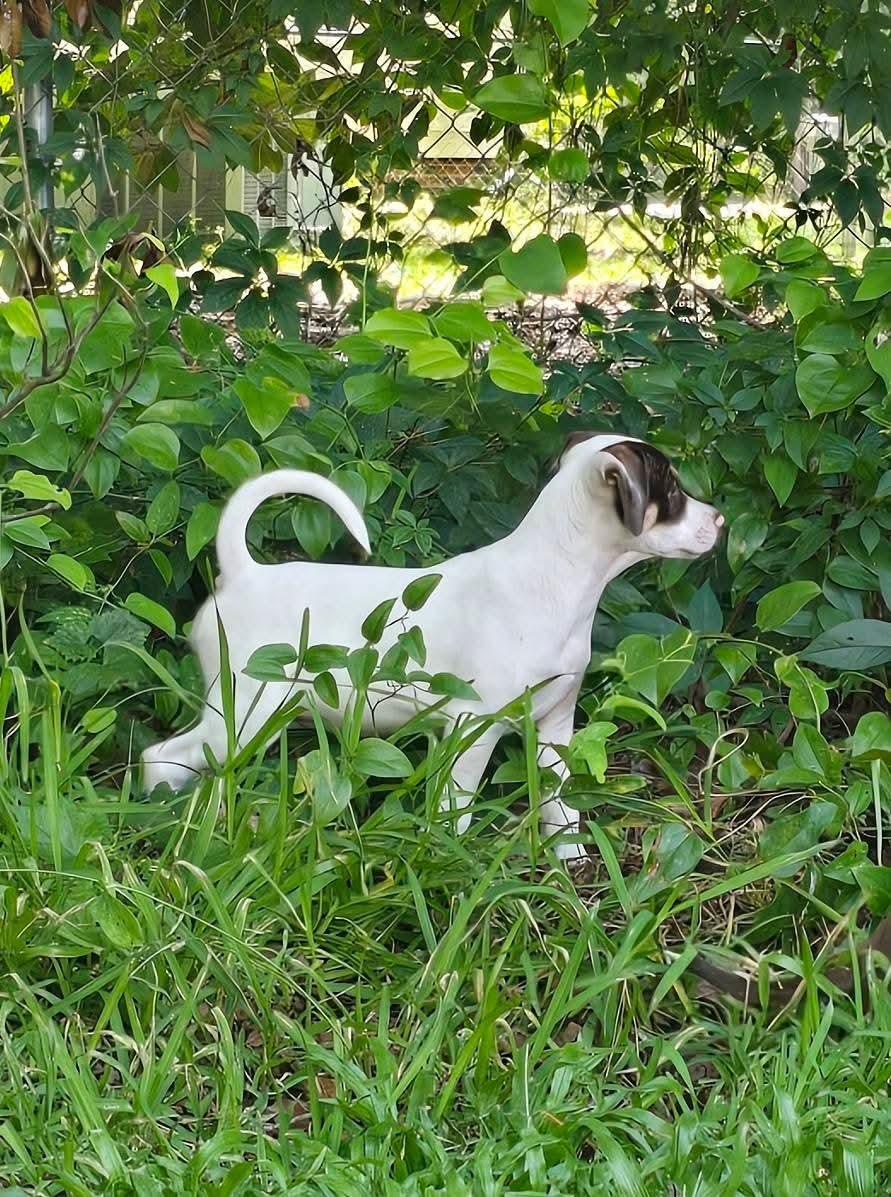 Reese Puff, a Adoptable Mixed Breed in Ayden, NC image 5/6