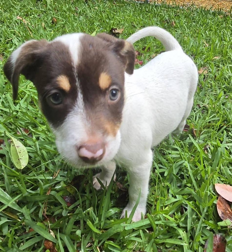 Reese Puff, a Adoptable Mixed Breed in Ayden, NC image 6/6