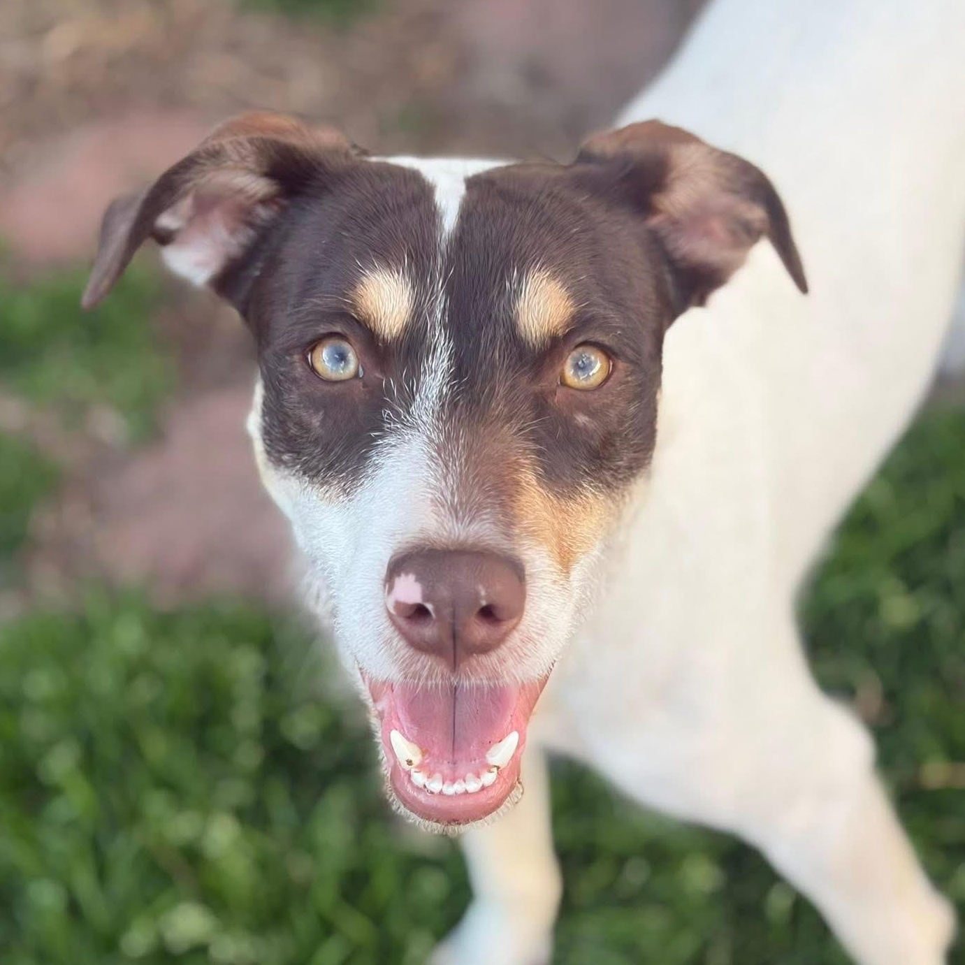 Reese Puff, Adoptable, Young Female Mixed Breed.