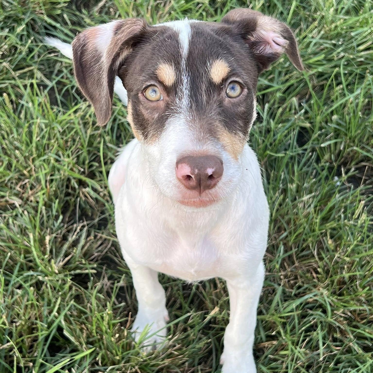 Enlarge Reese Puff, a Adoptable mixed breed in Ayden, NC image 2/5