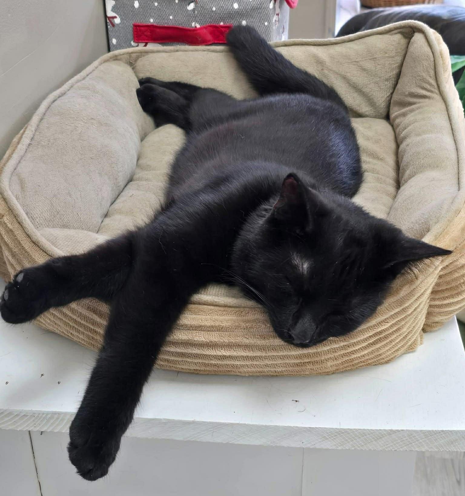 Ashes, an adopted Domestic Short Hair in Charleston, WV image 1/4