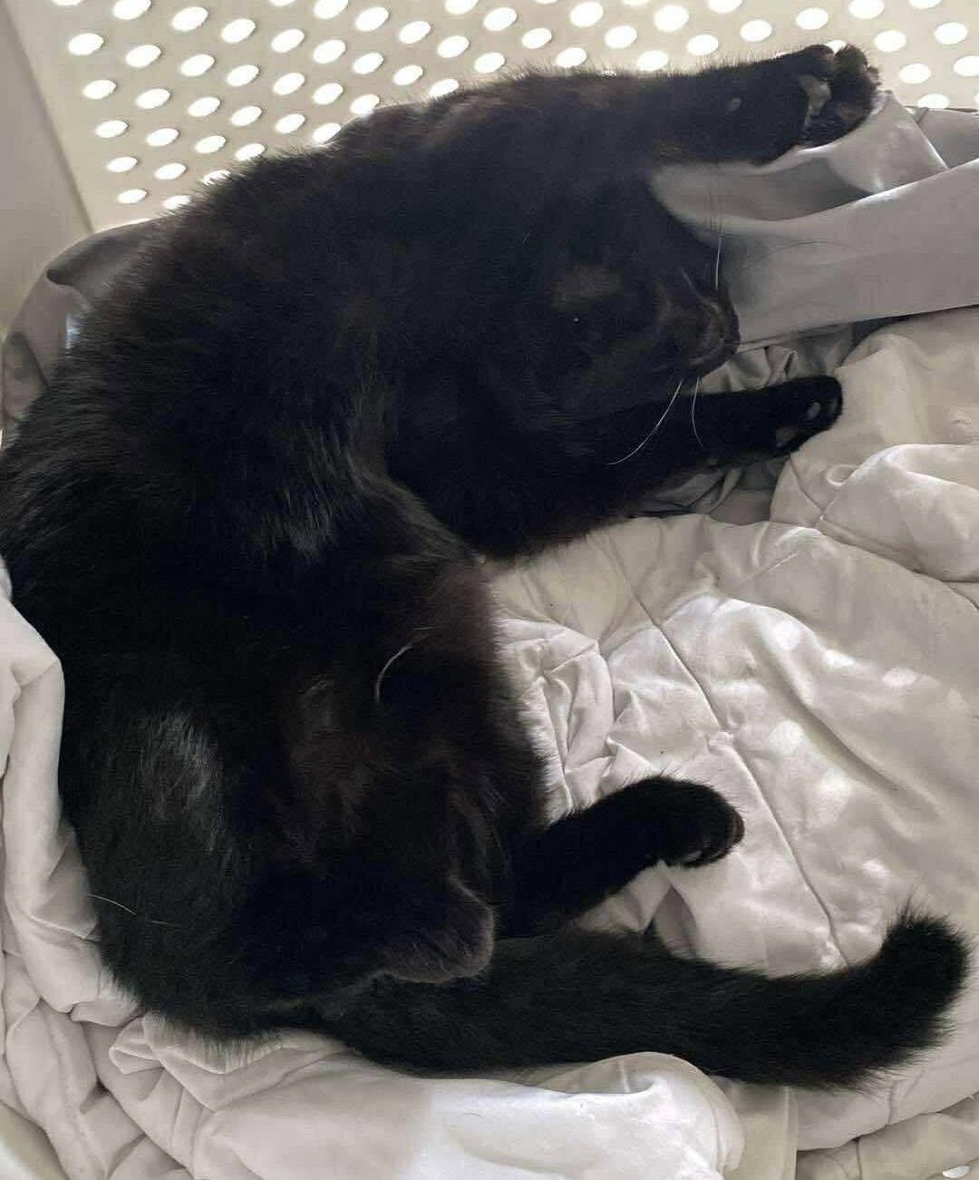 Ashes, a Adoptable Domestic Long Hair in Charleston, WV image 2/3