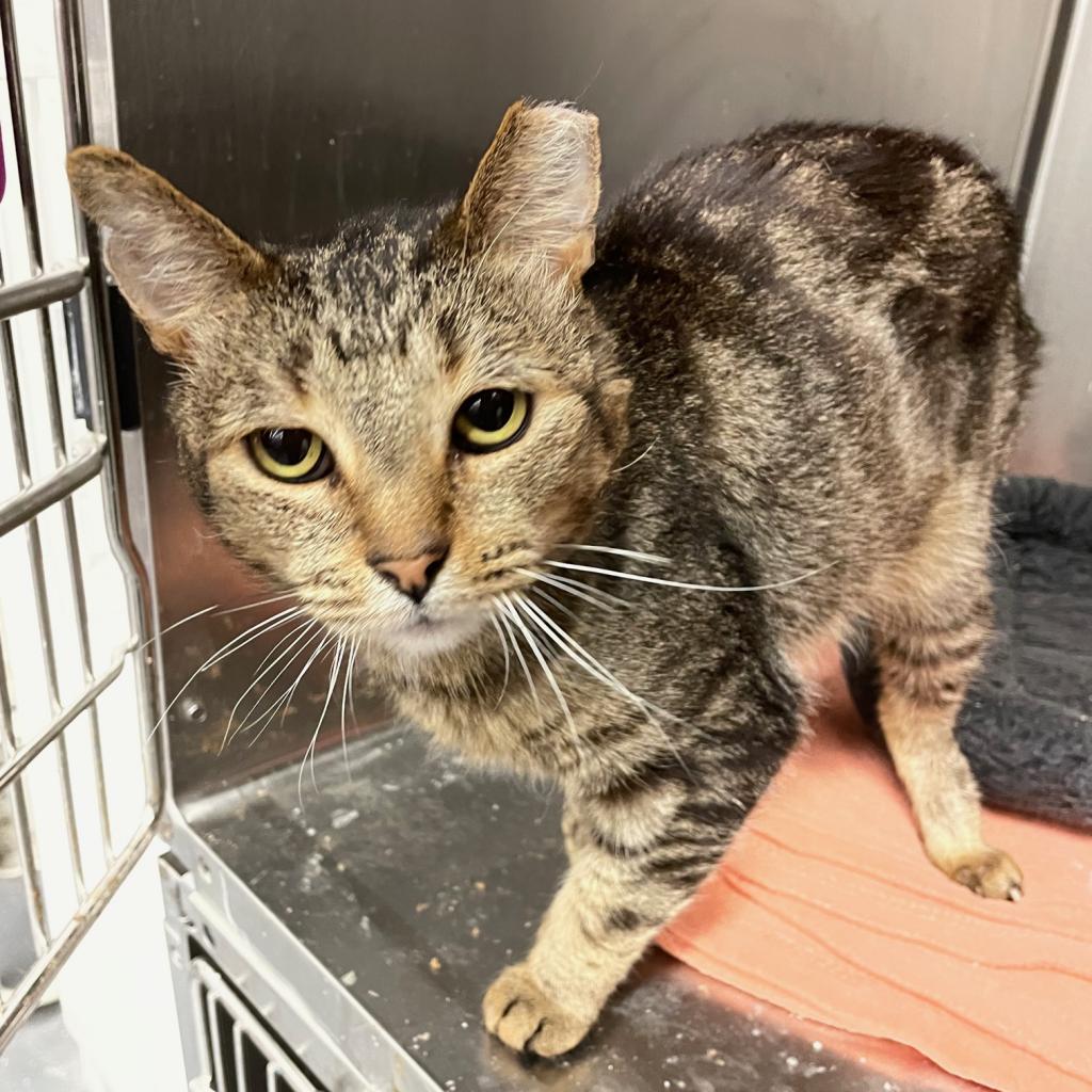 Meowsters — thumbnail 2