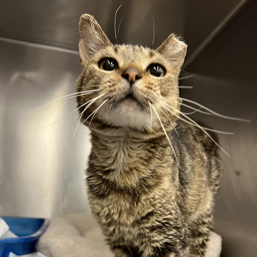 Meowsters — thumbnail 3