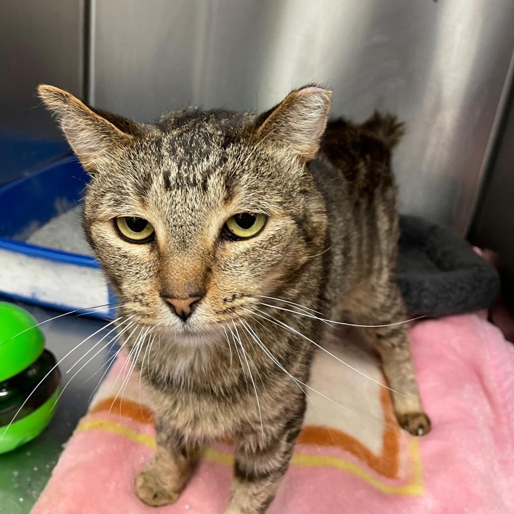 Meowsters — thumbnail 4