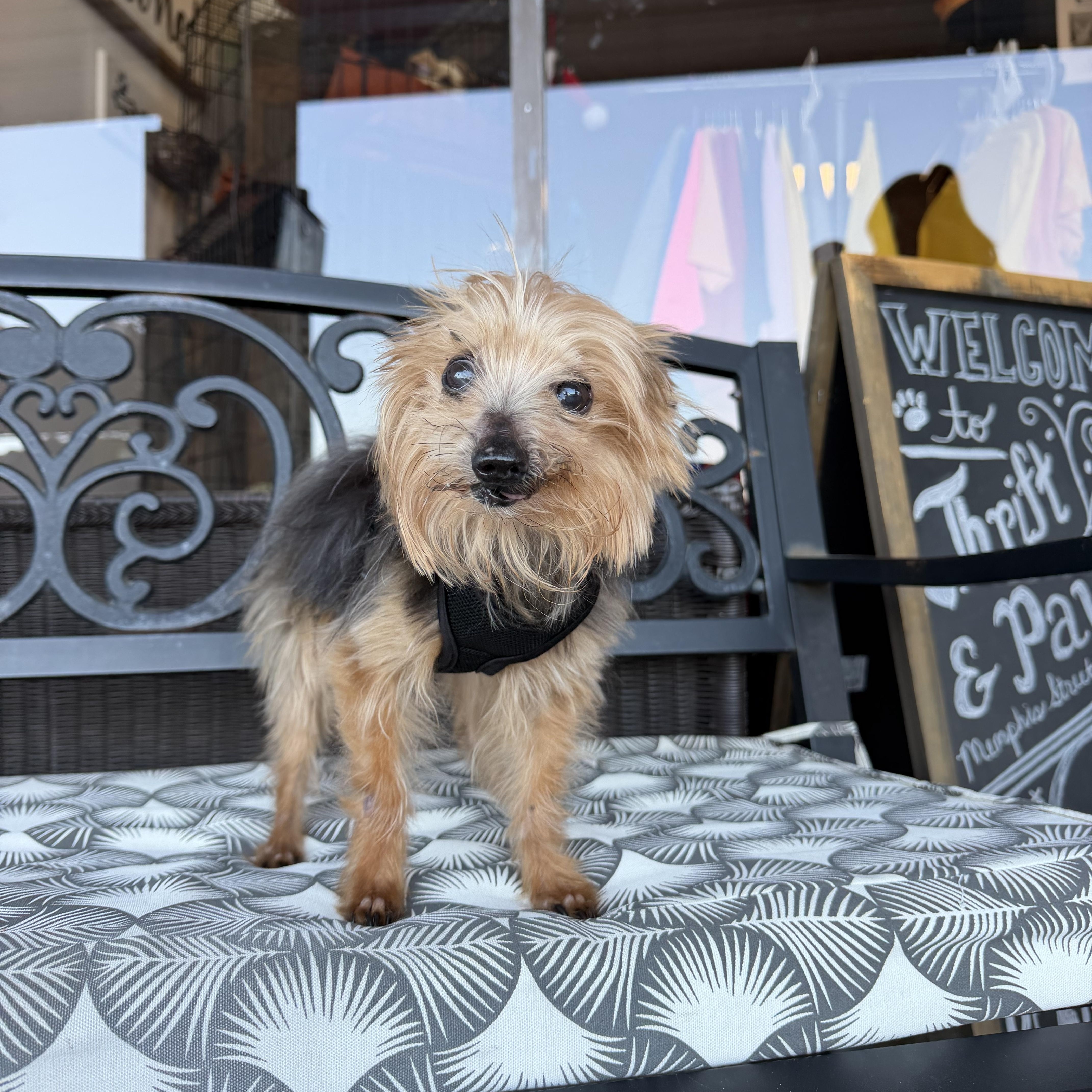 Chancelor, Adoptable, Senior Male Yorkshire Terrier.
