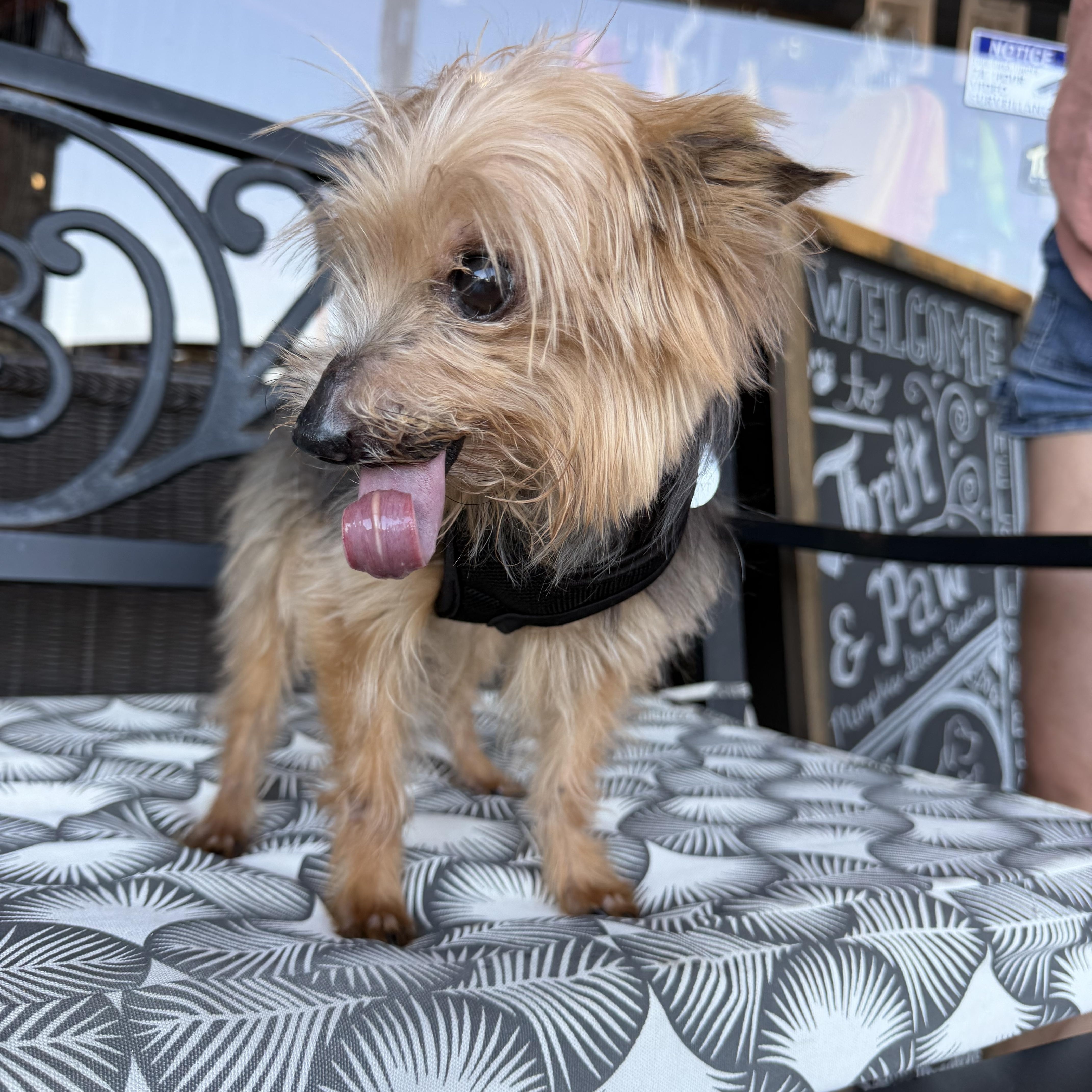 Enlarge Chancelor, a Adoptable Yorkshire Terrier in Broken Arrow, OK image 2/3
