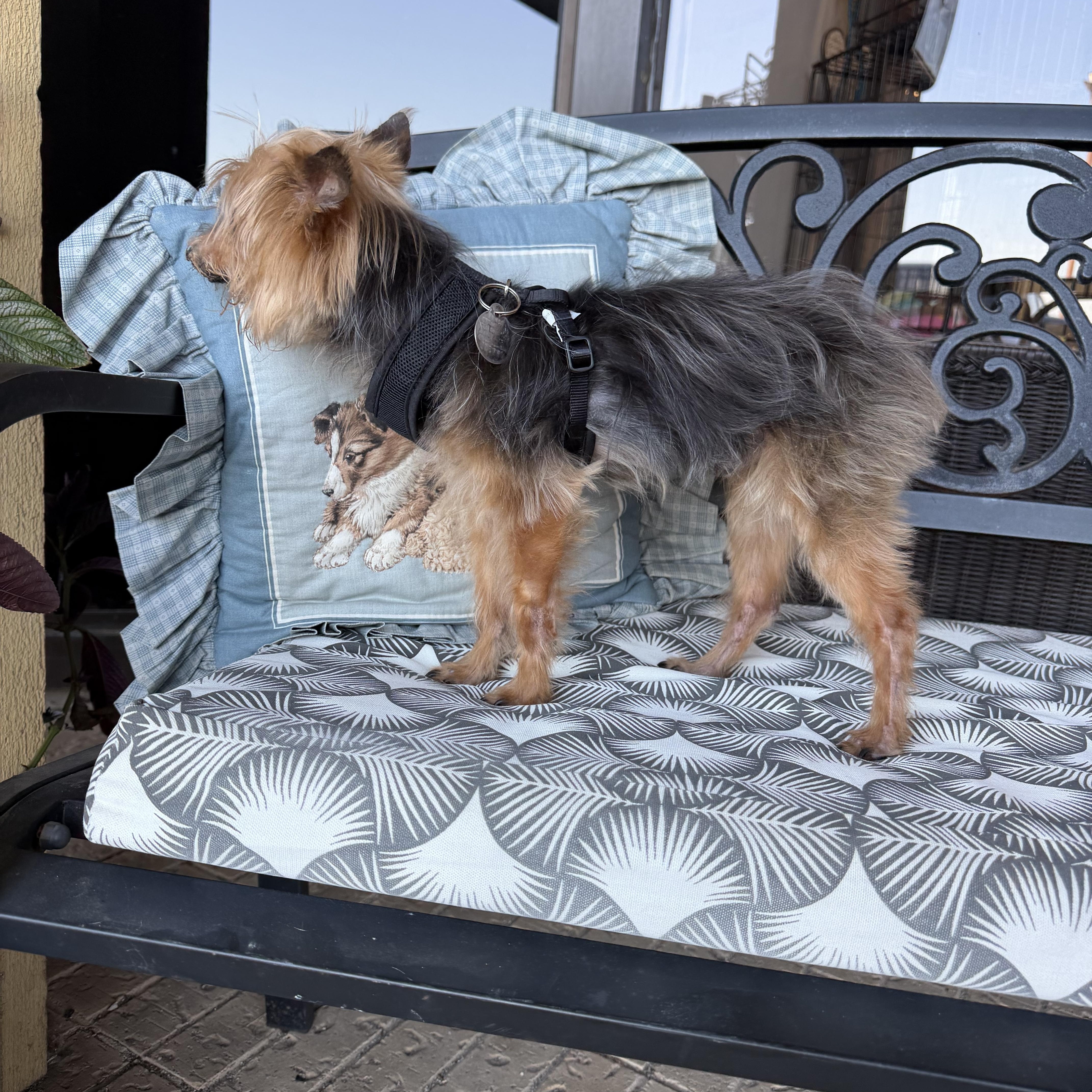 Enlarge Chancelor, a Adoptable Yorkshire Terrier in Broken Arrow, OK image 3/3