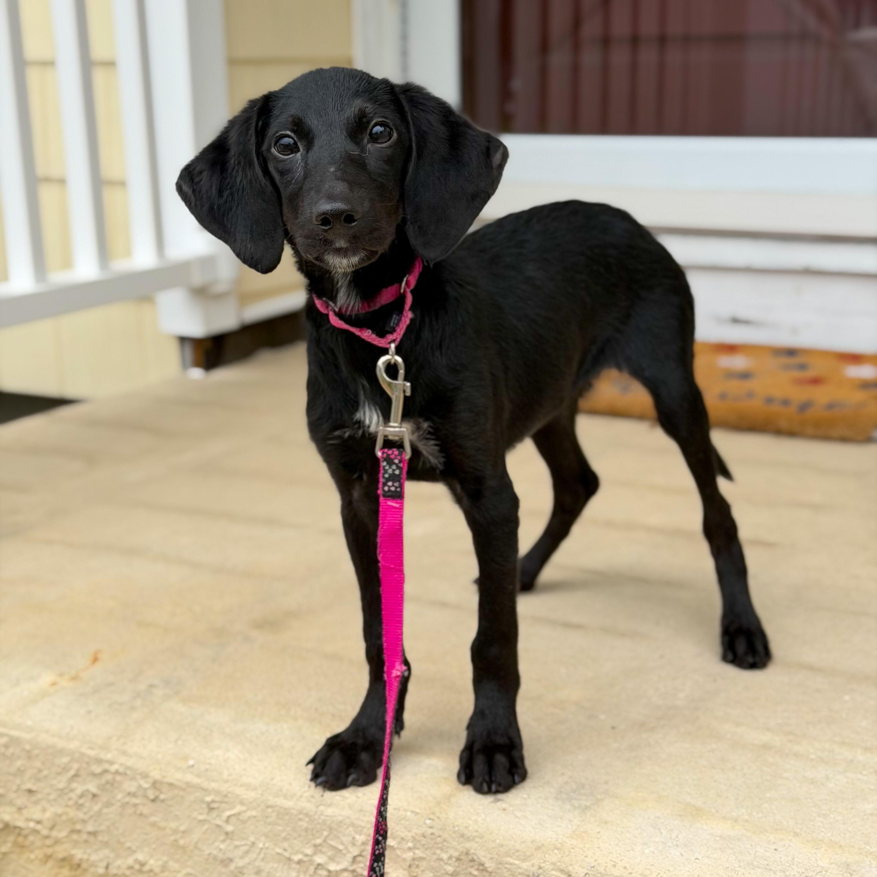 Enlarge Ruffles, a Adoptable Mixed Breed in Yaphank, NY image 6/6