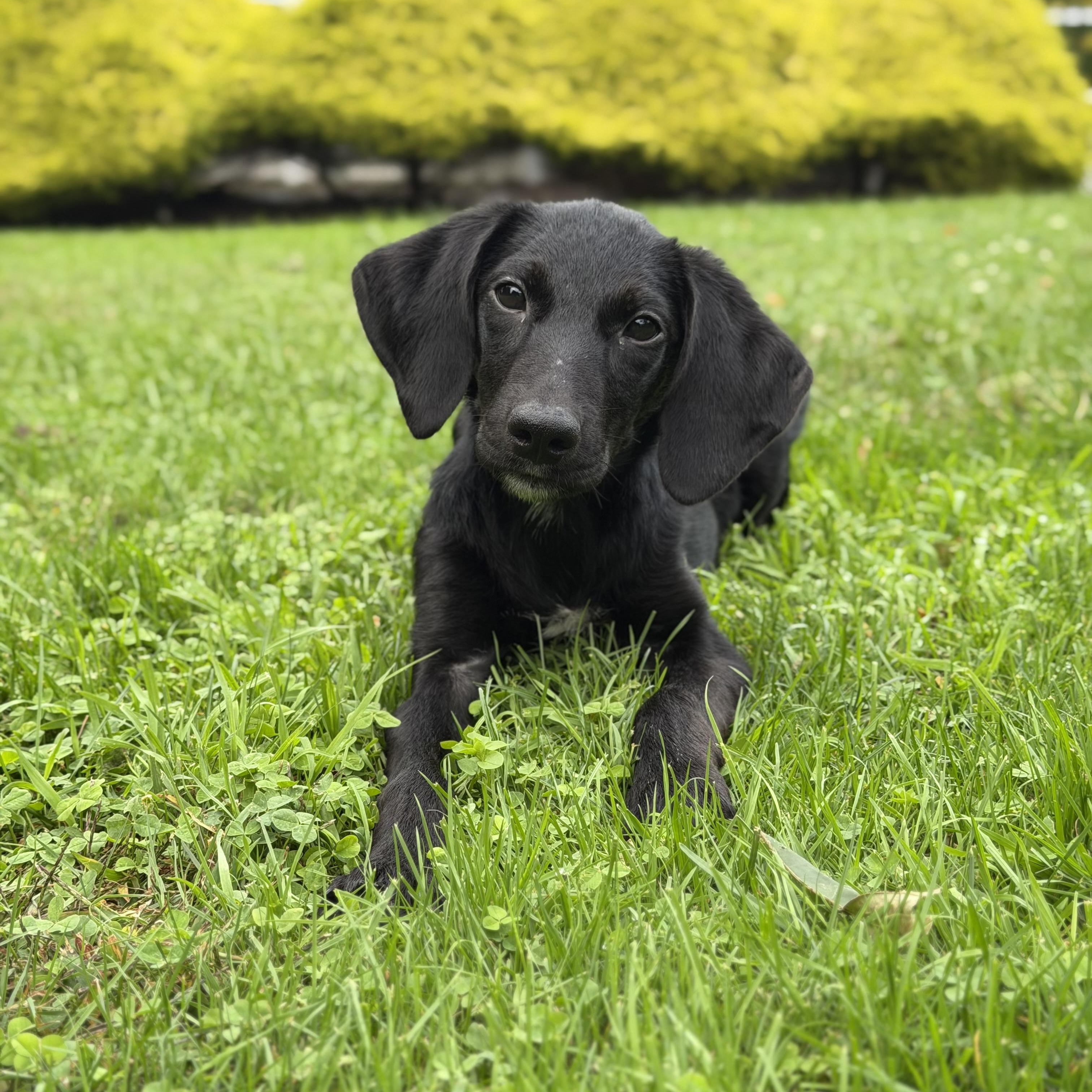Enlarge Ruffles, a Adoptable Mixed Breed in Yaphank, NY image 2/6