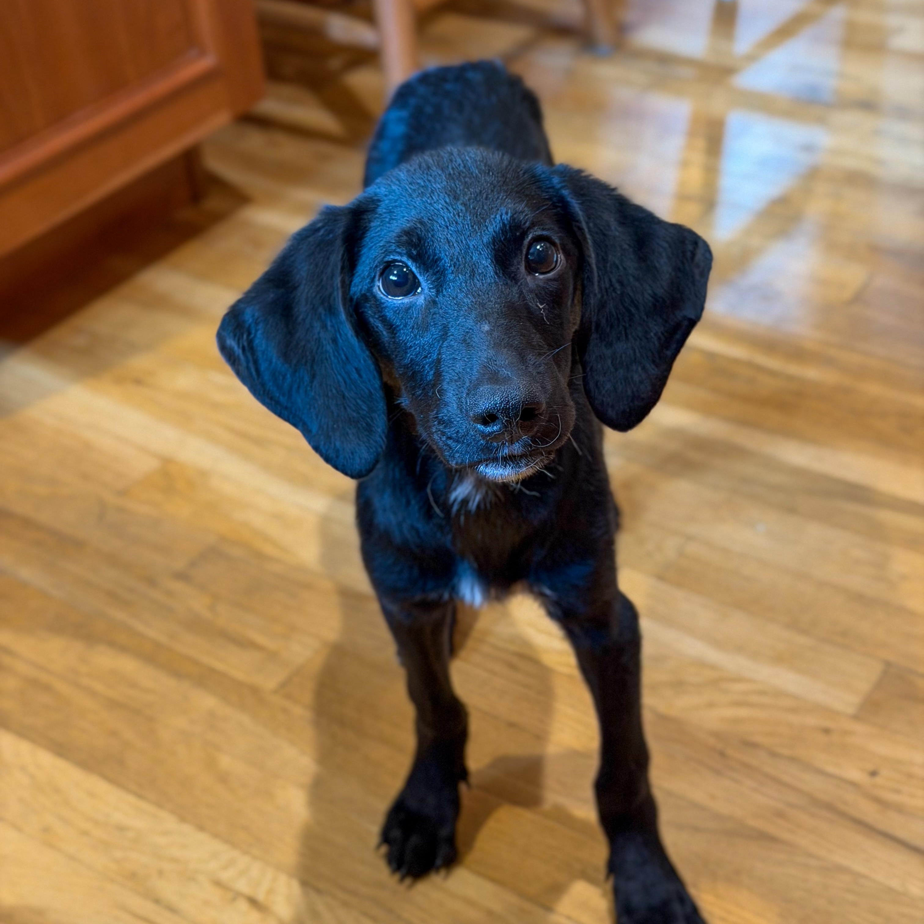 Enlarge Ruffles, a Adoptable Mixed Breed in Yaphank, NY image 1/6
