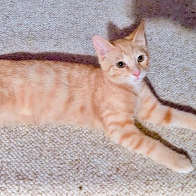 Enlarge Larry, a ADOPTABLE Domestic Short Hair in Gastonia, NC image 1/1