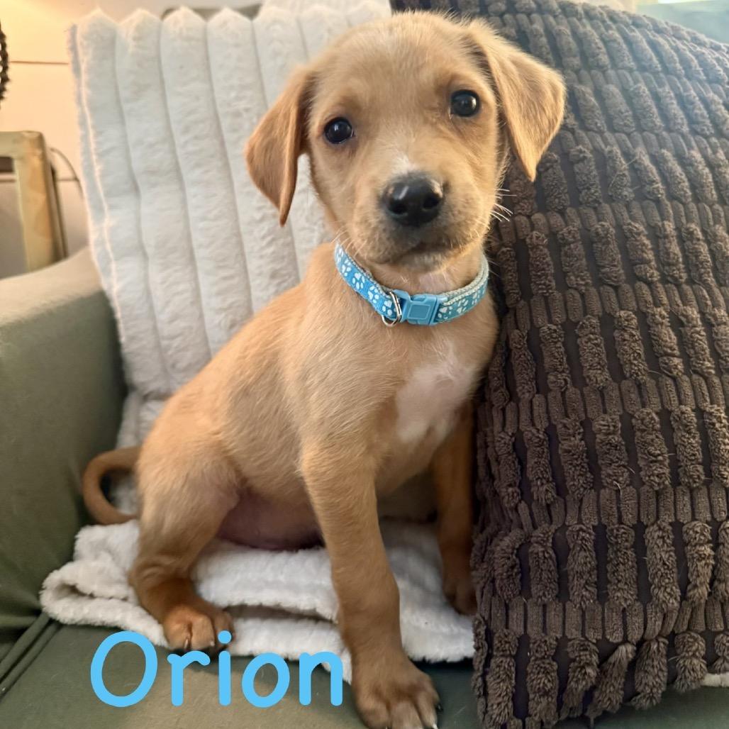 Enlarge Orion, a Adoptable Yellow Labrador Retriever in Baton Rouge, LA image 1/5
