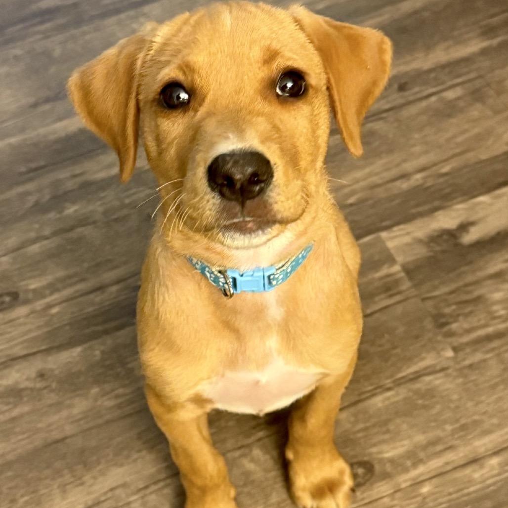 Enlarge Orion, a Adoptable Yellow Labrador Retriever in Baton Rouge, LA image 2/5