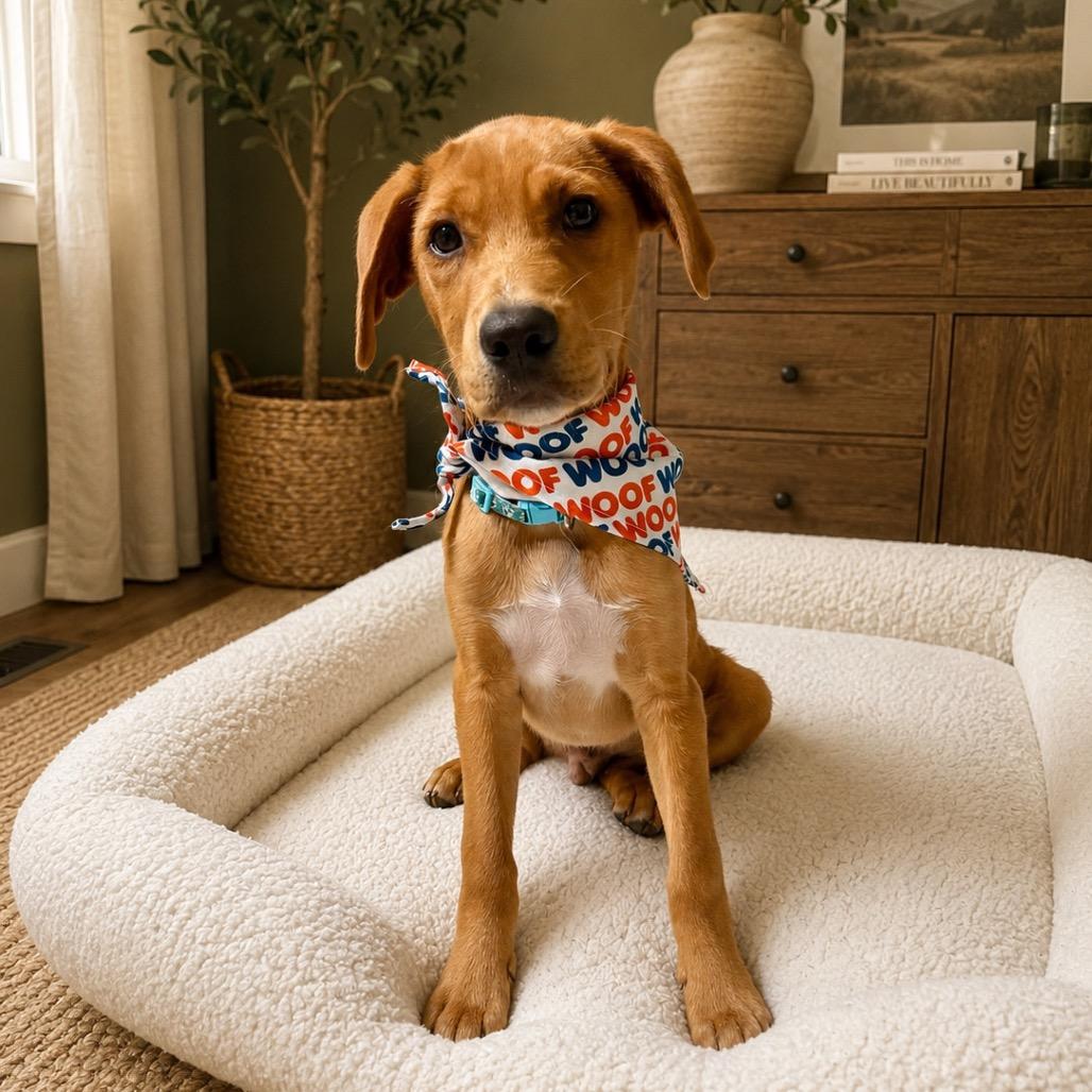 Enlarge Orion, a Adoptable Yellow Labrador Retriever in Baton Rouge, LA image 4/5