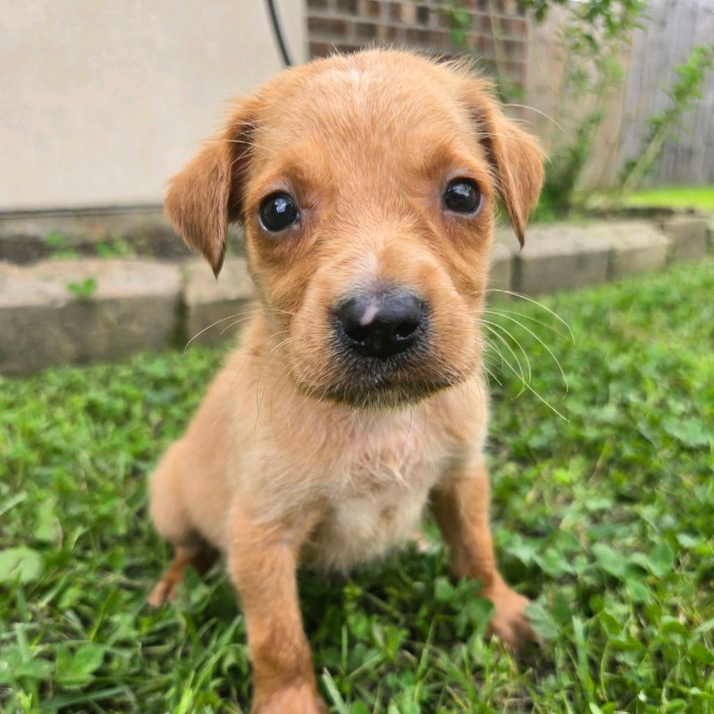Enlarge Orion, a Adoptable Yellow Labrador Retriever in Baton Rouge, LA image 5/5