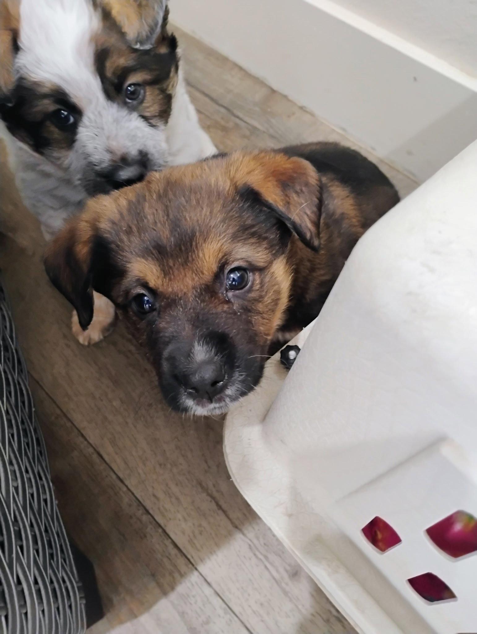 Enlarge River, a Adoptable Mixed Breed in Polson, MT image 1/2