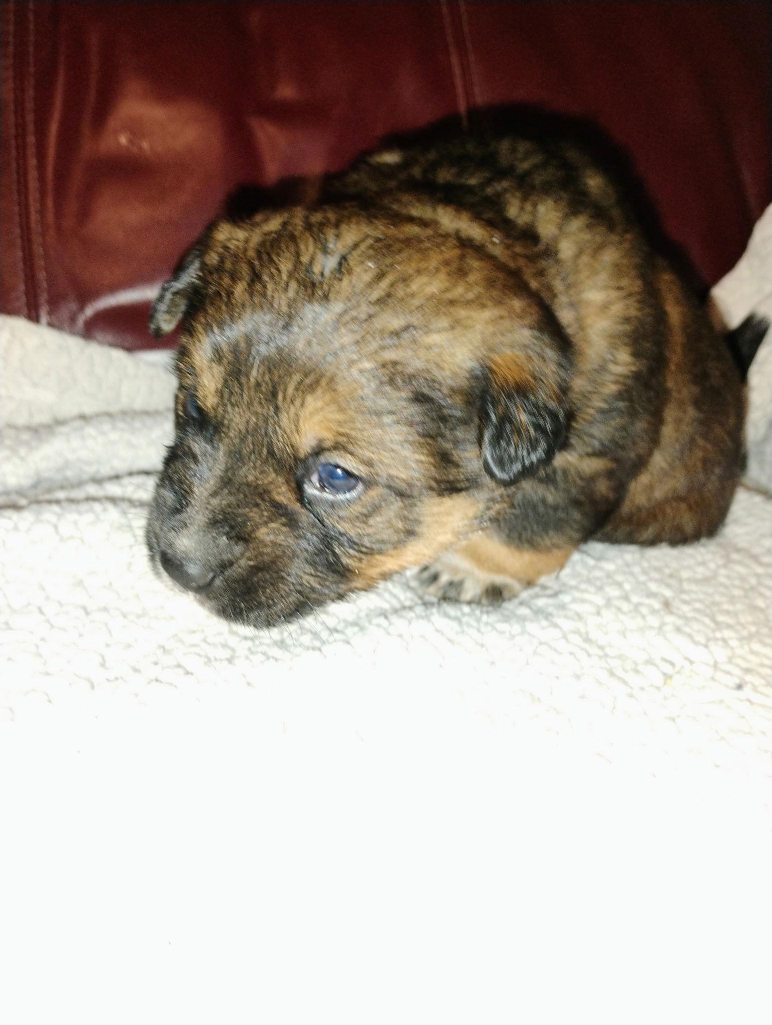River, Adoptable, Puppy Male Mixed Breed.