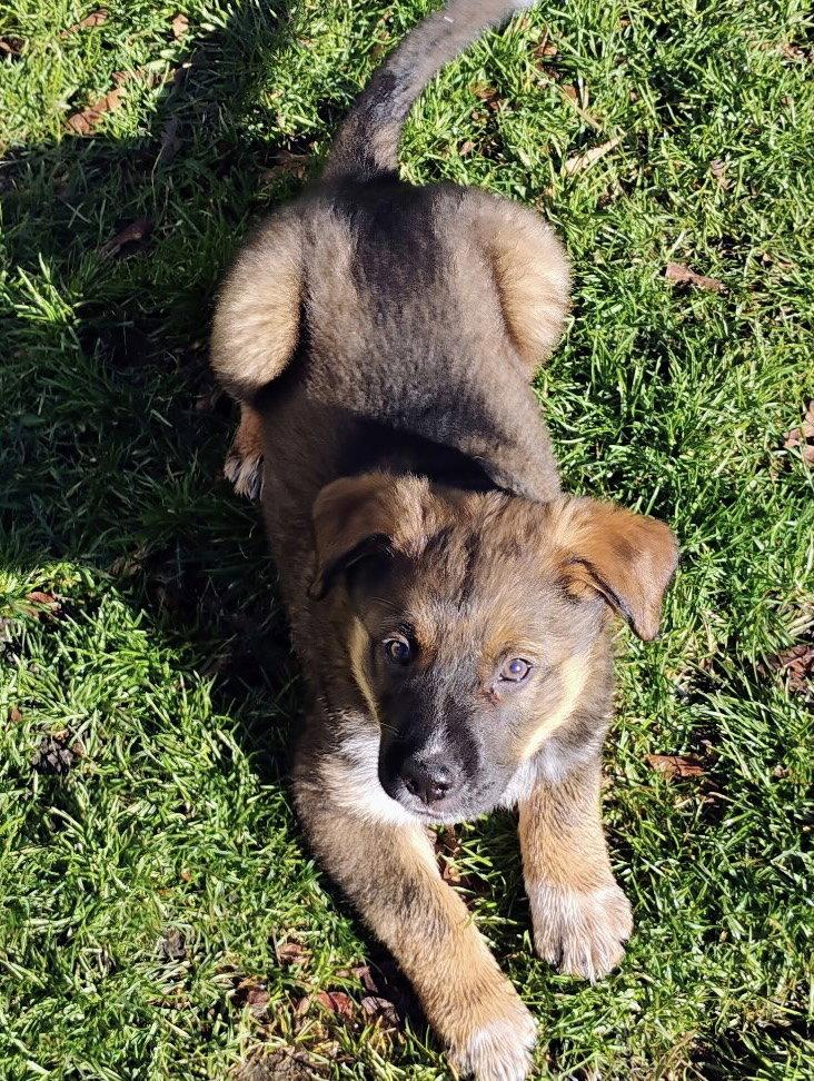 Enlarge River, a Adoptable Mixed Breed in Polson, MT image 3/3