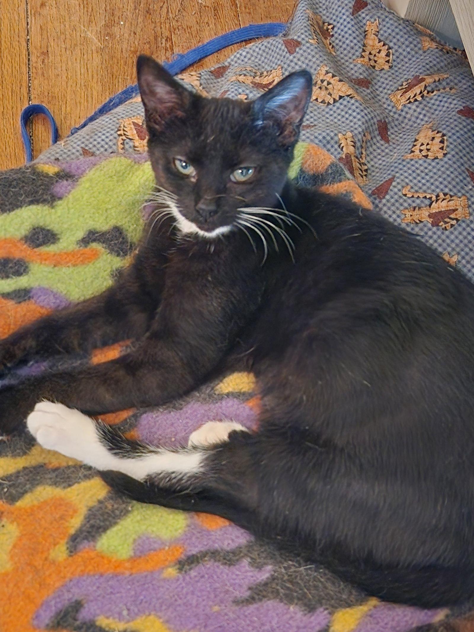 Sheeba (25-126), a Adopted Domestic Short Hair in Ocean Pines, MD image 1/2