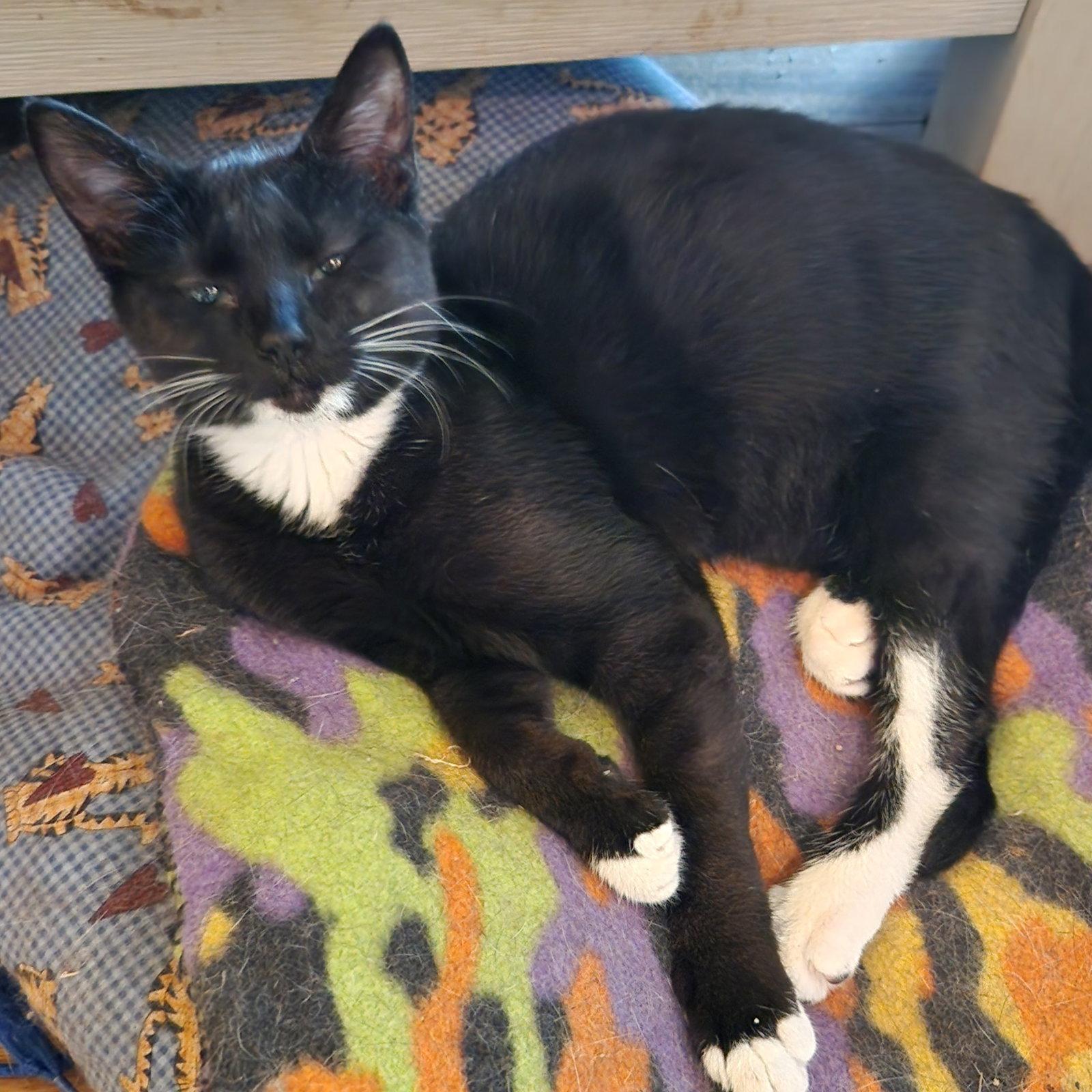 Sheeba (25-126), a Adopted Domestic Short Hair in Ocean Pines, MD image 2/2