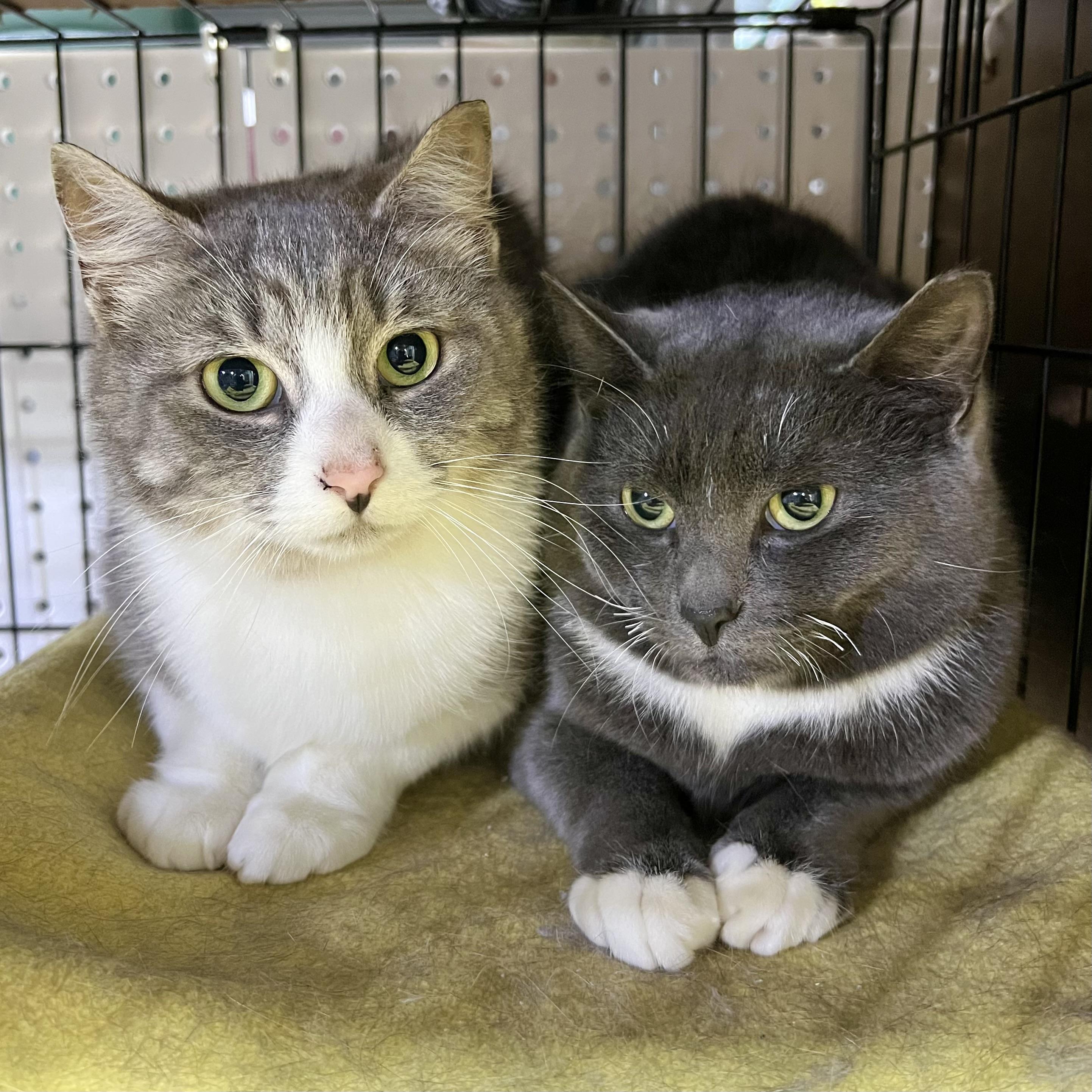Martha & Julia (BONDED PAIR)