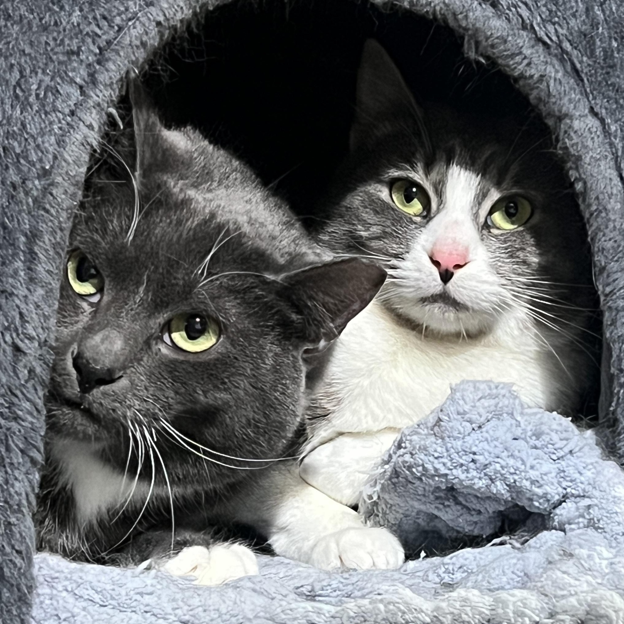 Enlarge Martha & Julia (BONDED PAIR), a Adoptable Domestic Short Hair in Brentwood, NH image 1/2