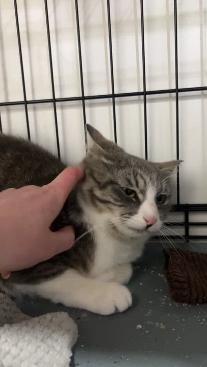 Enlarge Martha & Julia (BONDED PAIR), a Adoptable Domestic Short Hair in Brentwood, NH video 2/2