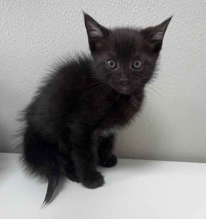 Ace, ADOPTABLE, Kitten Male Domestic Short Hair.