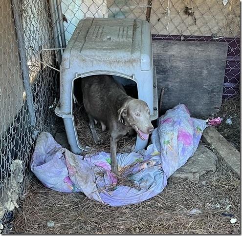 11 Puppies and Mom in Kill shelter if interested contact me we can get videos