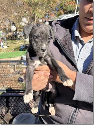 11 Puppies and Mom in Kill shelter if interested contact me we can get videos