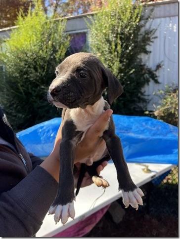 11 Puppies and Mom in Kill shelter if interested contact me we can get videos