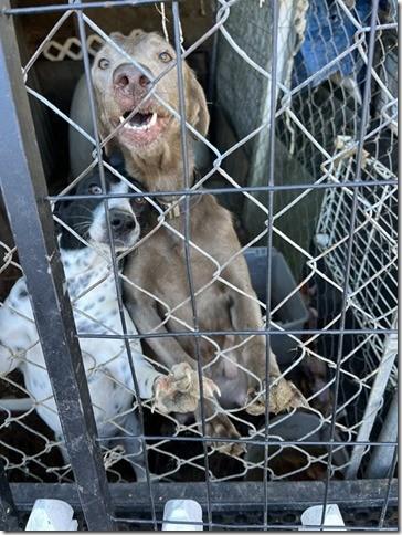 11 Puppies and Mom in Kill shelter if interested contact me we can get videos