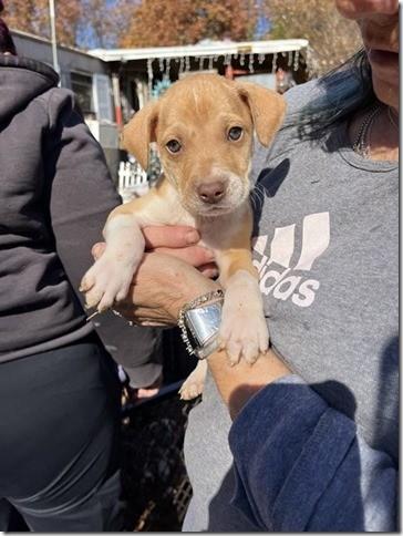 11 Puppies and Mom in Kill shelter if interested contact me we can get videos