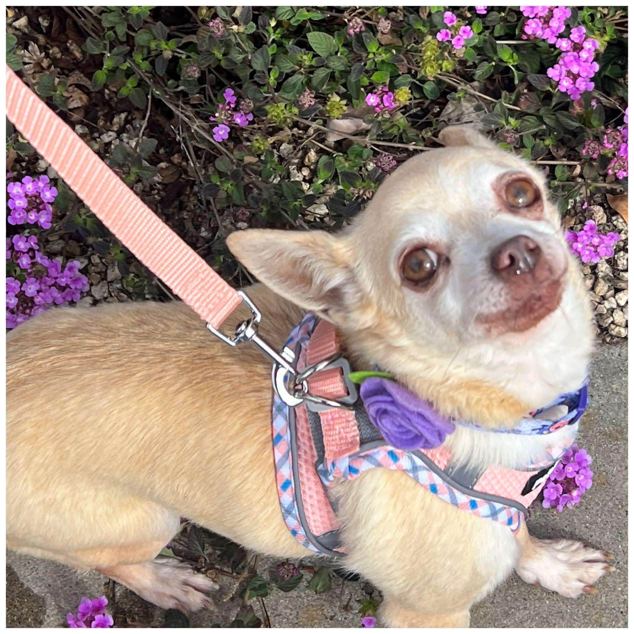 Babie, an adopted Chihuahua in Clovis, CA image 2/4