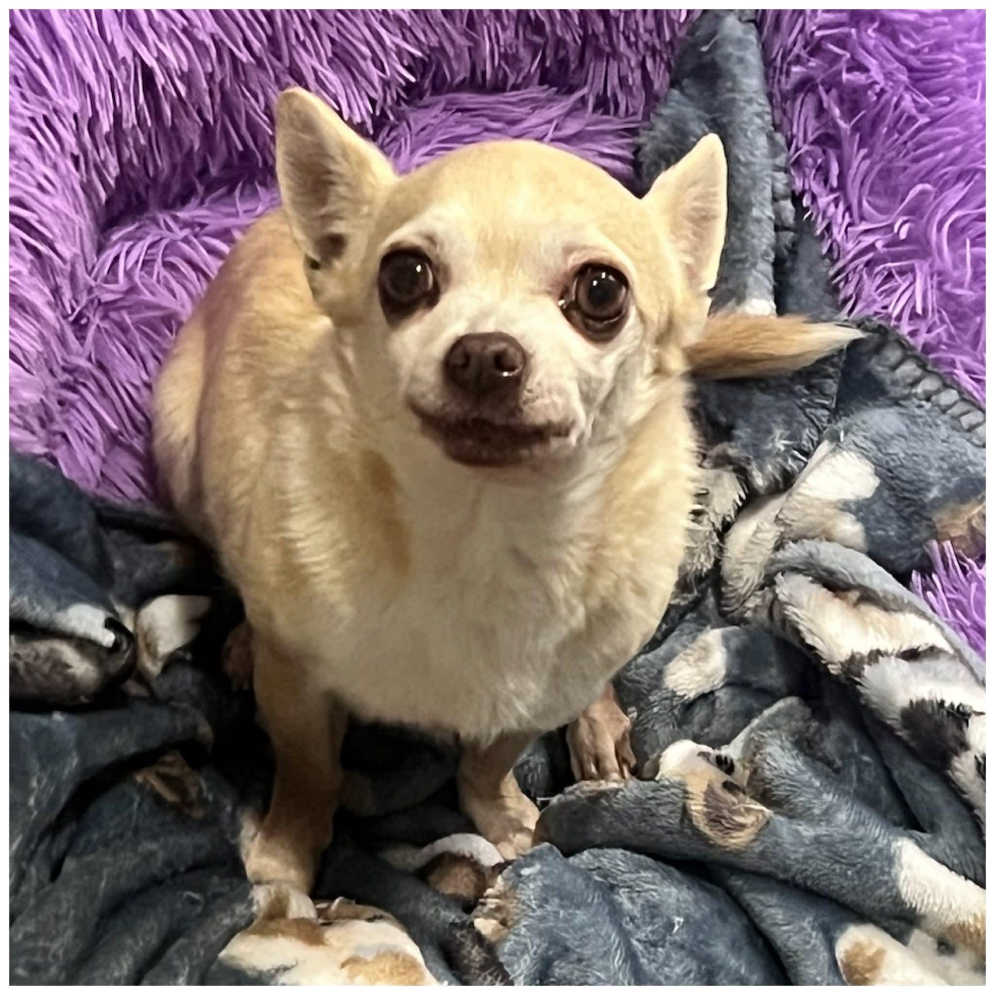 Babie, an adopted Chihuahua in Clovis, CA image 4/4