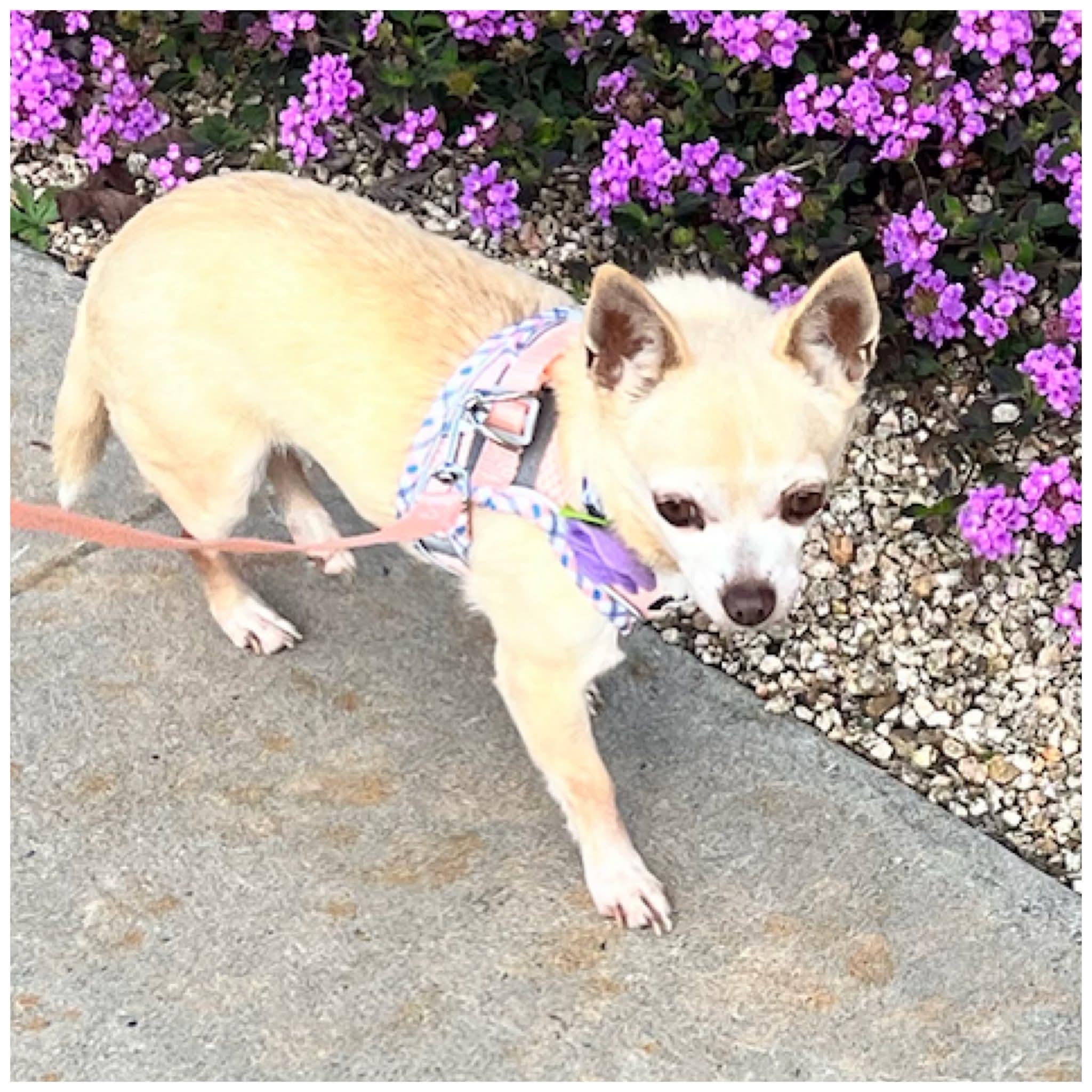 Babie, an adopted Chihuahua in Clovis, CA image 3/4