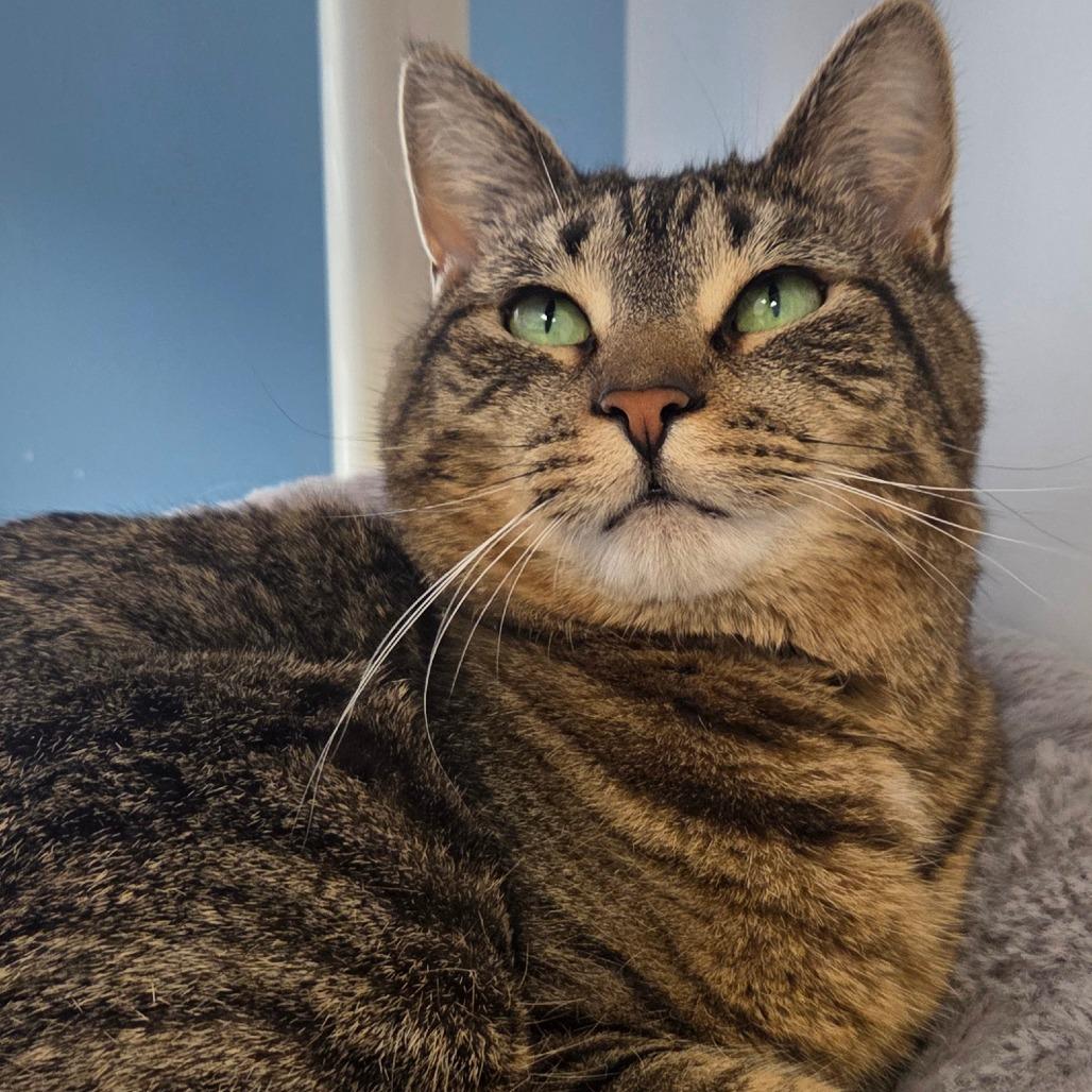 Enlarge Pickles, a Adoptable Domestic Short Hair in Oneonta, NY image 1/6