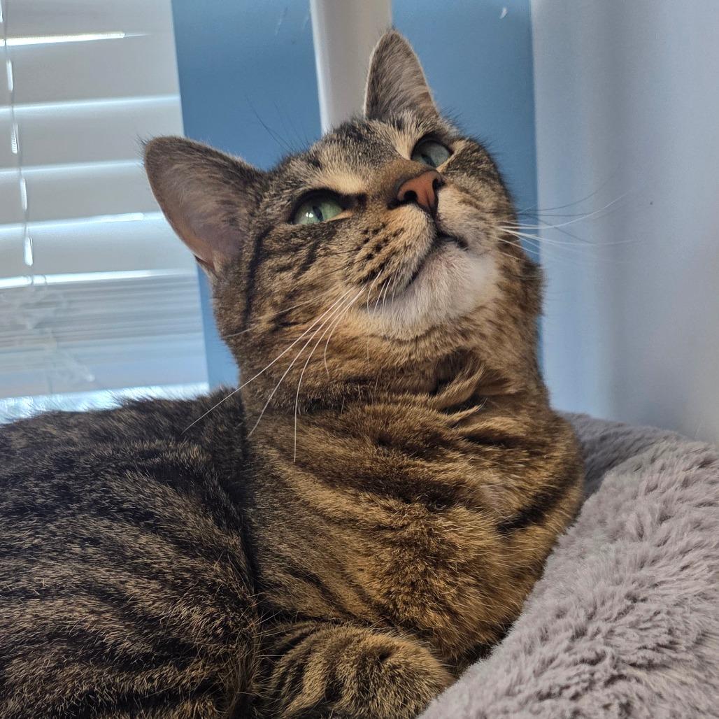 Enlarge Pickles, a Adoptable Domestic Short Hair in Oneonta, NY image 2/6