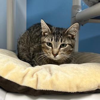 Pickles, Adoptable, Young Female Domestic Short Hair.