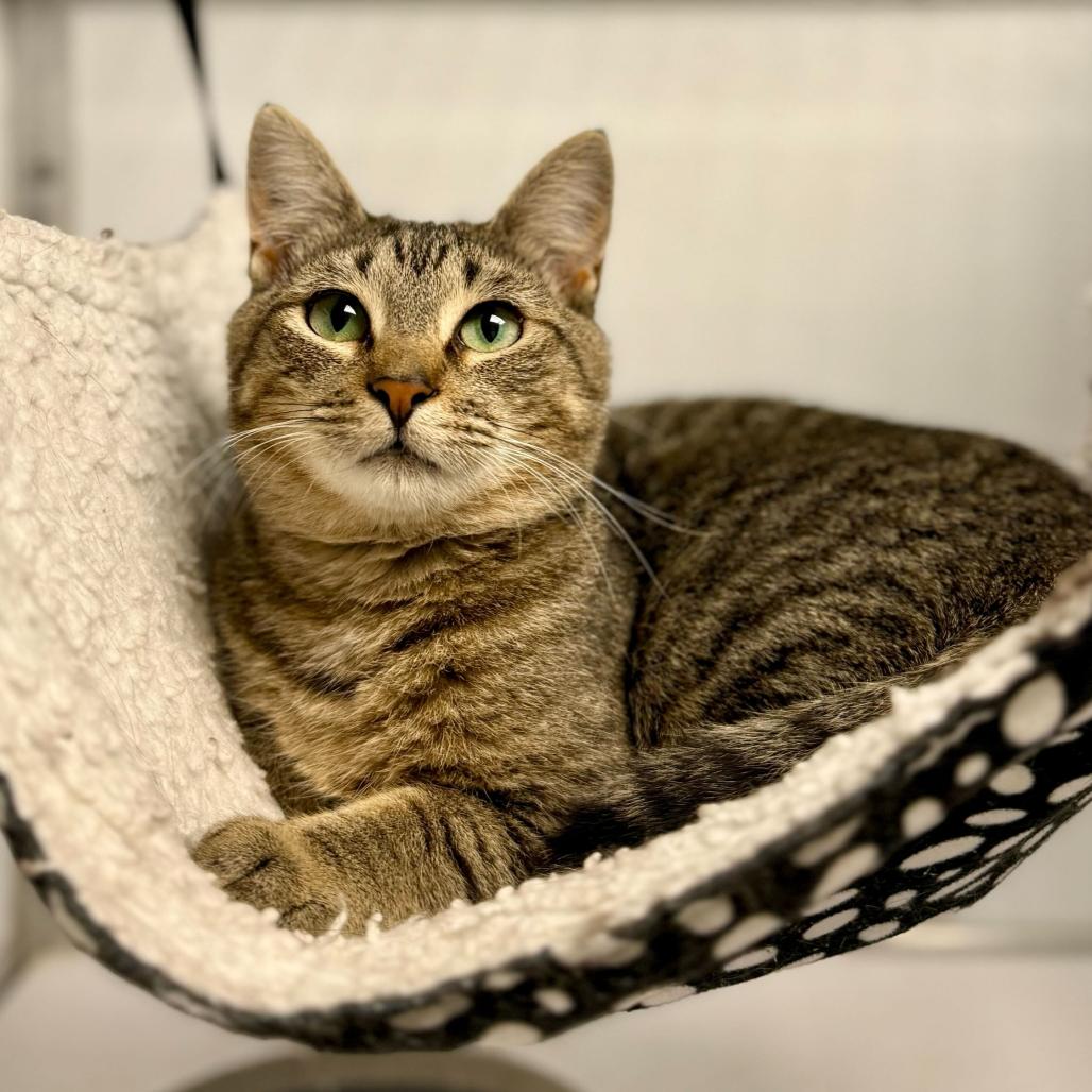 Enlarge Pickles, a Adoptable Domestic Short Hair in Oneonta, NY image 4/6