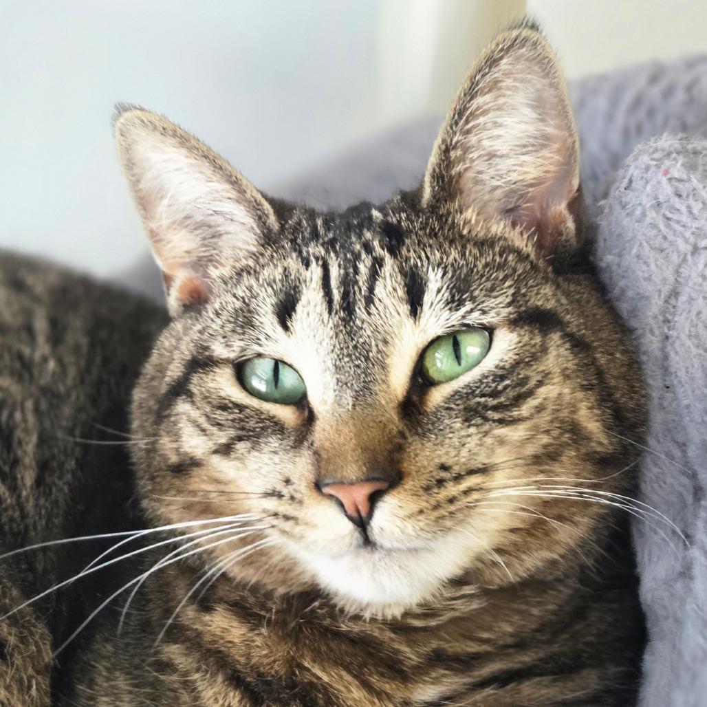 Enlarge Pickles, a Adoptable Domestic Short Hair in Oneonta, NY image 5/6