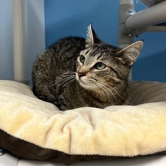 Enlarge Pickles, a Adoptable Domestic Short Hair in Oneonta, NY image 6/6