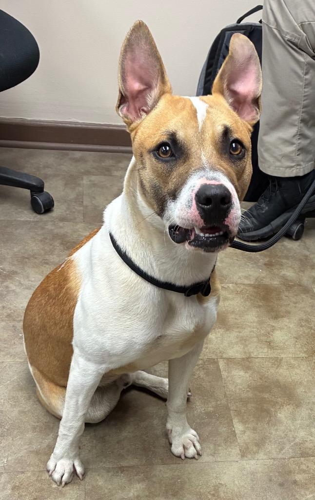 Joker, Adoptable, Young Male Pit Bull Terrier.