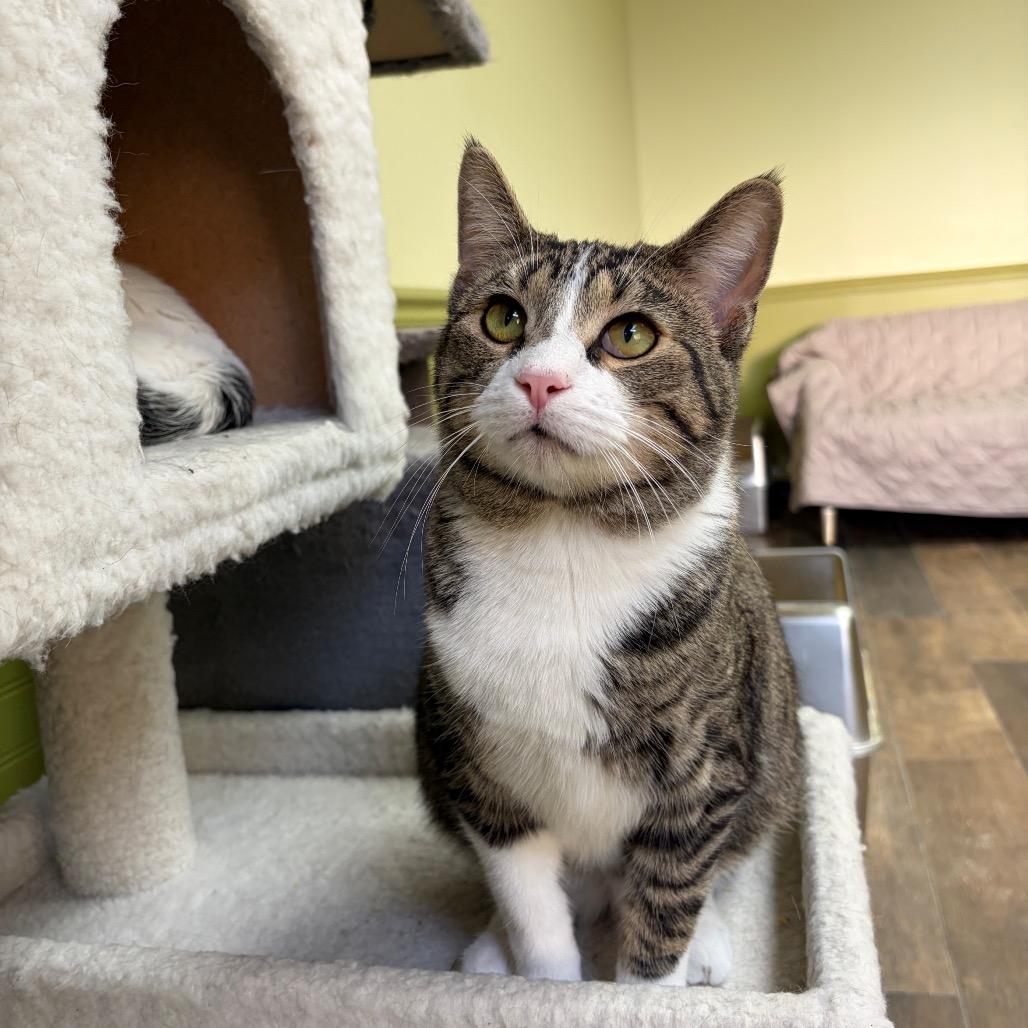 Enlarge Alec, a Adoptable Domestic Short Hair in Normal, IL image 1/5