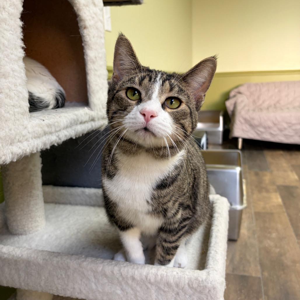 Enlarge Alec, a Adoptable Domestic Short Hair in Normal, IL image 2/5