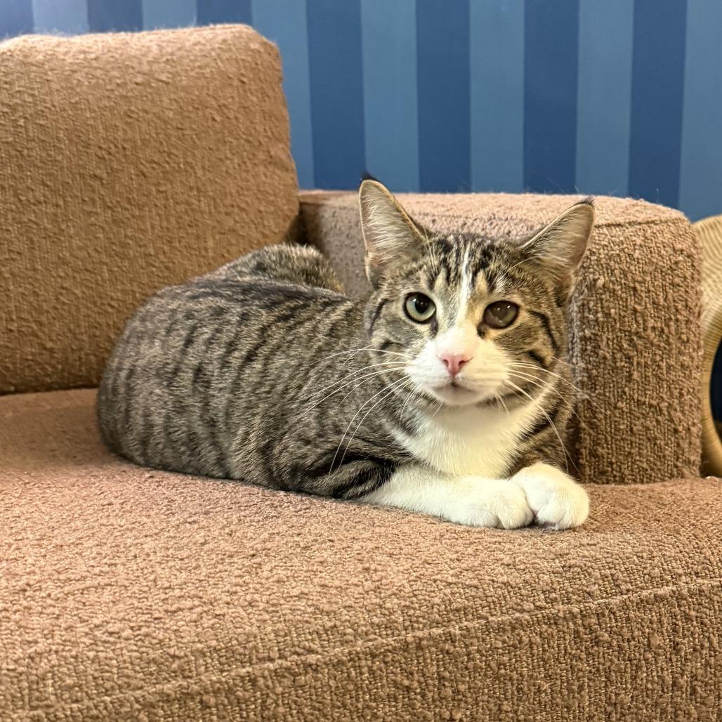 Enlarge Alec, a Adoptable Domestic Short Hair in Bloomington, IL image 1/3