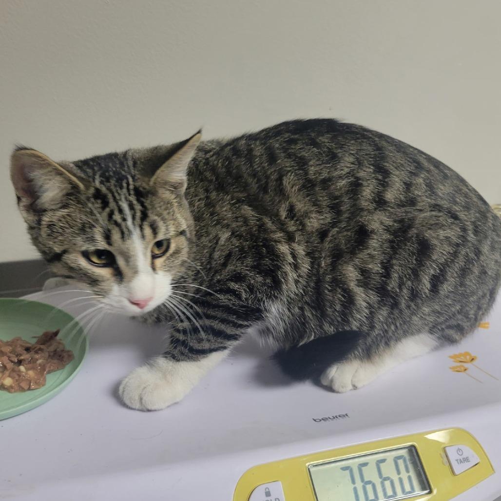 Alec, Adoptable, Young Male Domestic Short Hair.