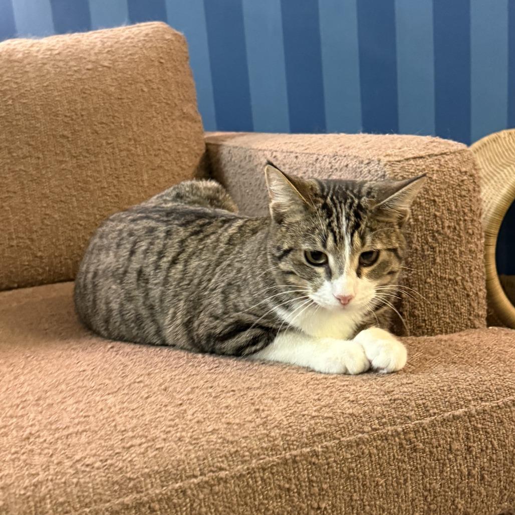 Enlarge Alec, a Adoptable Domestic Short Hair in Bloomington, IL image 3/3